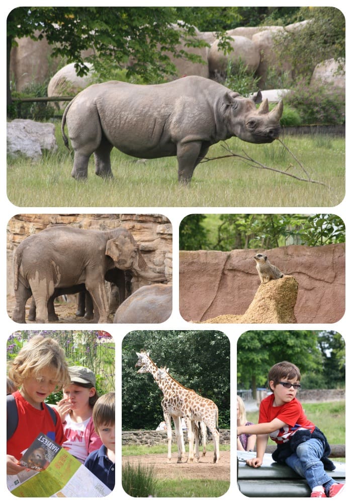 chesterzoo