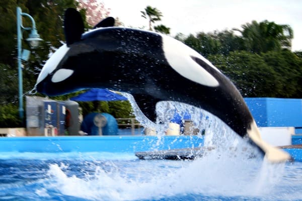 shamu