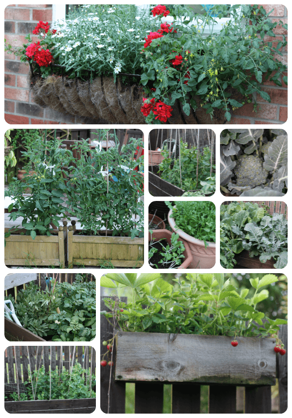 garden 2013