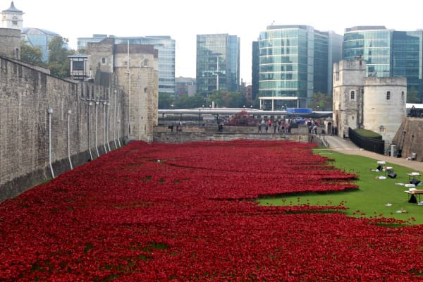 Poppies by Mini