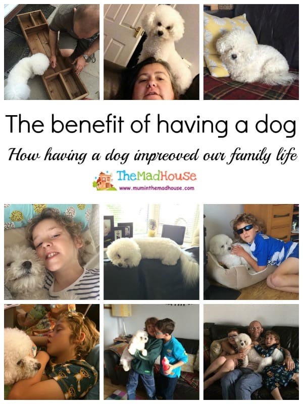 benefits of having a dog