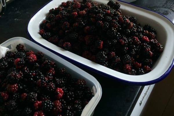 berries