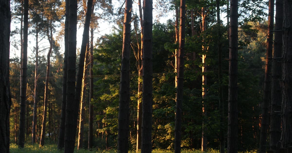 trees facebook