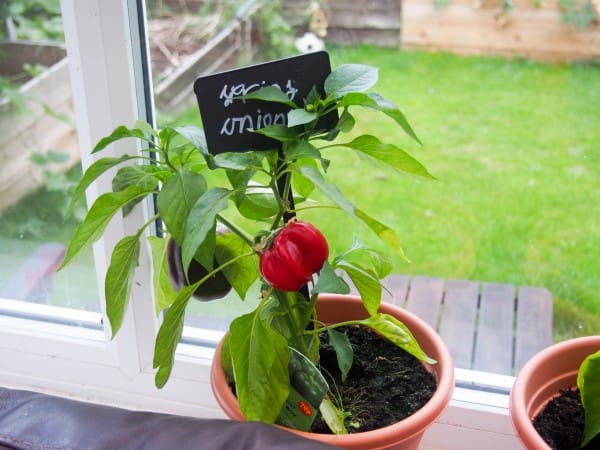 peppers