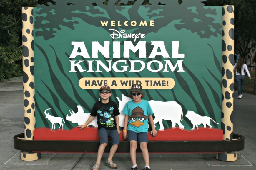 animal kingdon