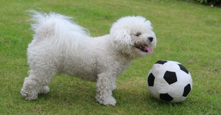 5 reasons why every family needs a dog. #3 had me in stitches - so funny! 