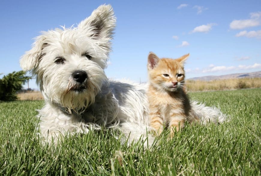 Win one of 3 Bob Martin pet flea kits for the home worth over £25