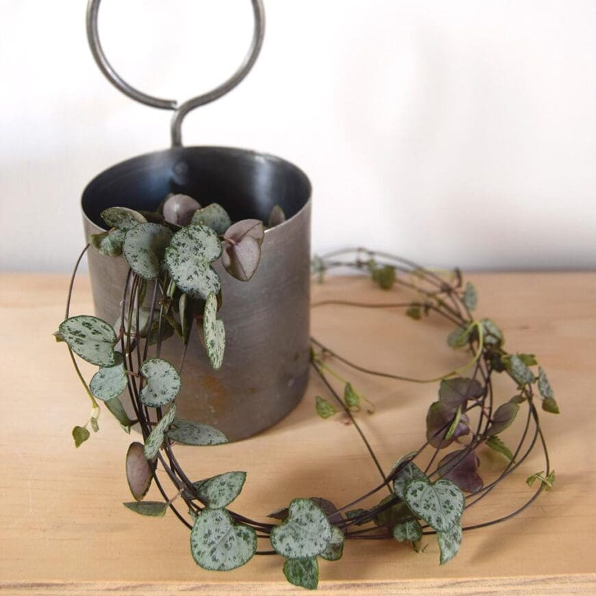 Gifts people working from Home will really love plant
