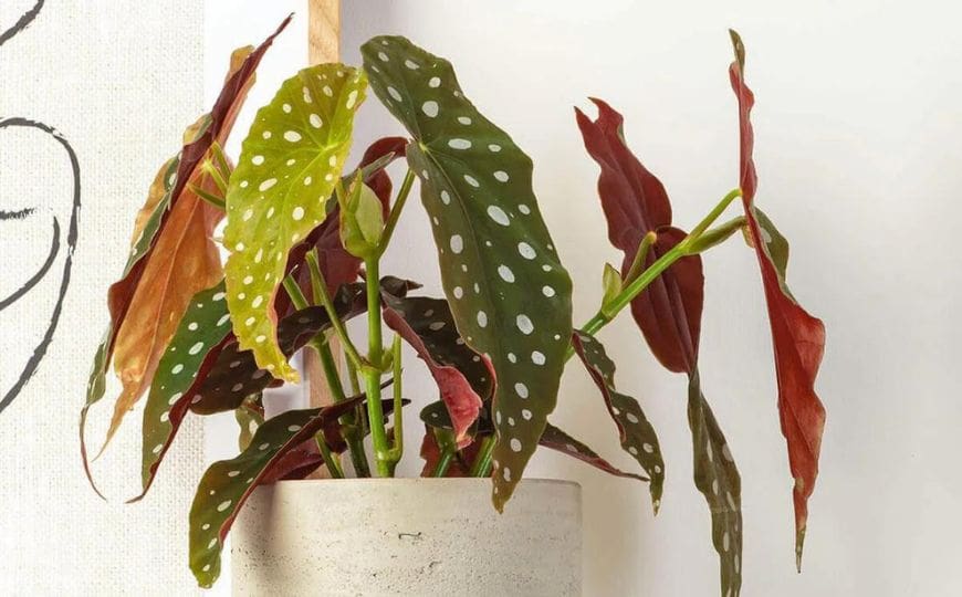 This image has an empty alt attribute; its file name is Polka-Dot-Begonia-Begonia-Maculata-Polka-Dot.jpg