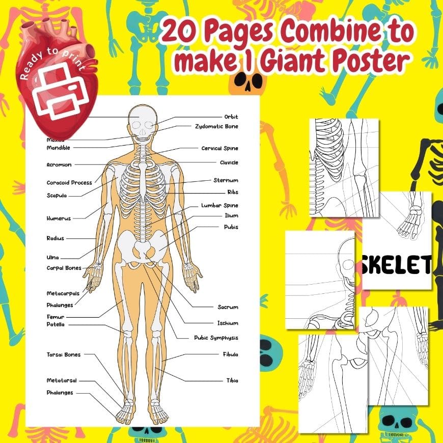 Free Giant Skeletal System Coloring Poster