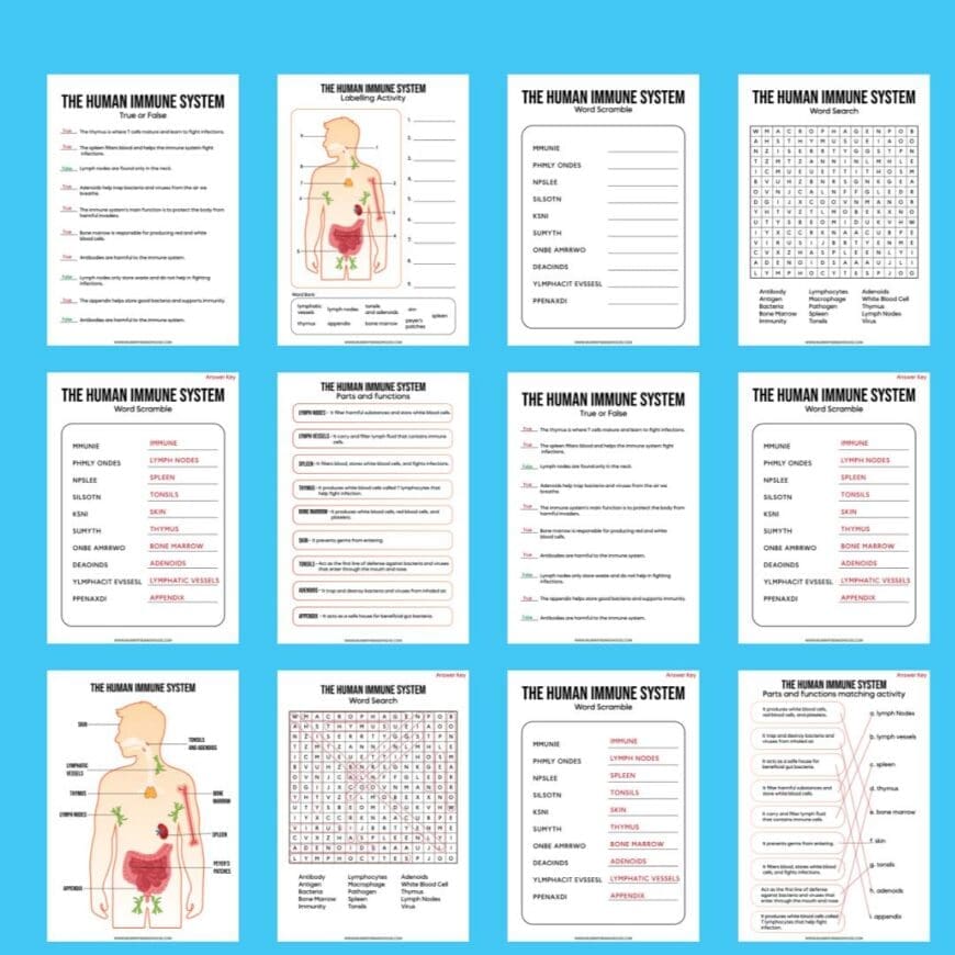 Download the Free Human Immune System Activity Pack