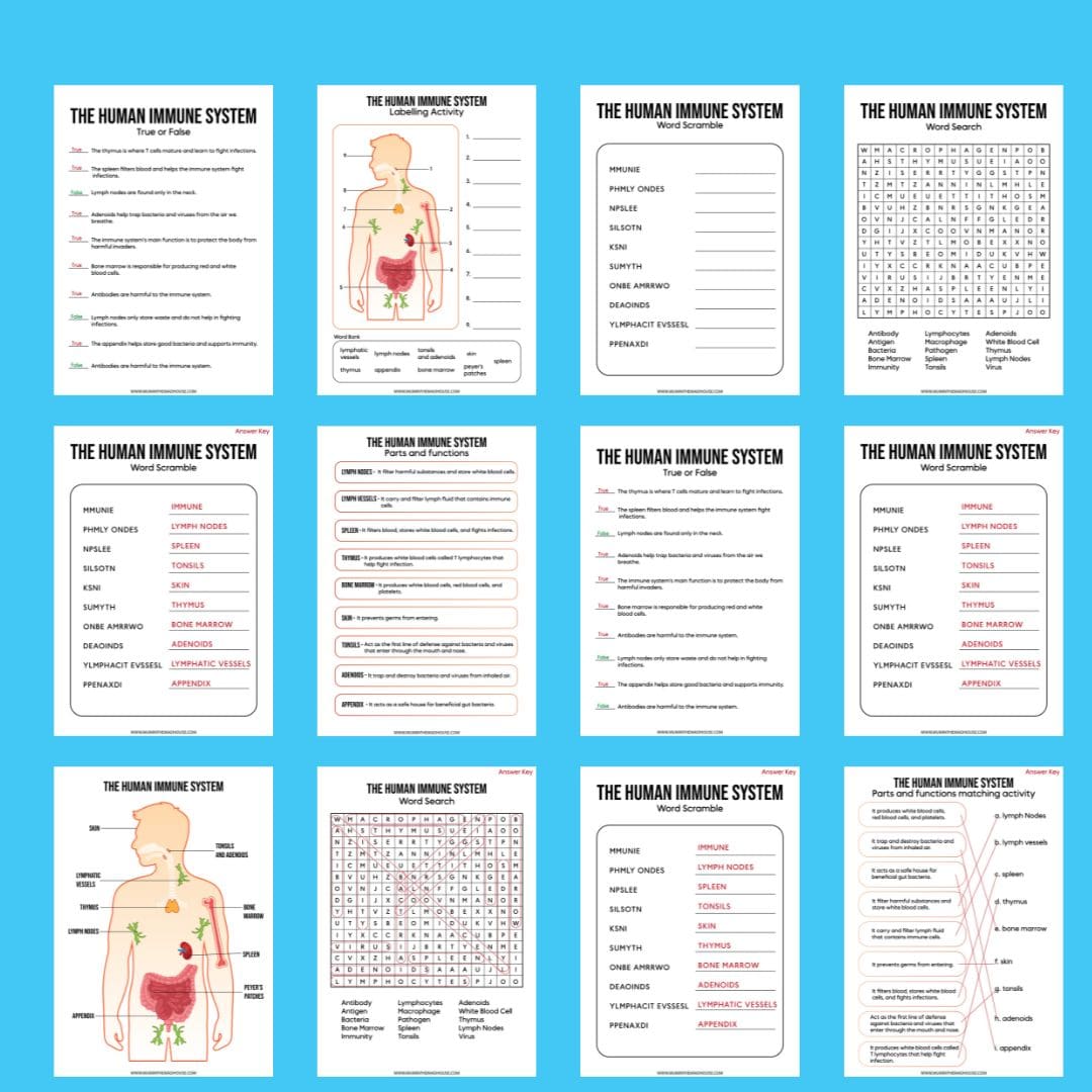 Download the Free Human Immune System Activity Pack