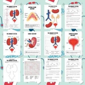 Download the Free Human Urinary System Activity Pack