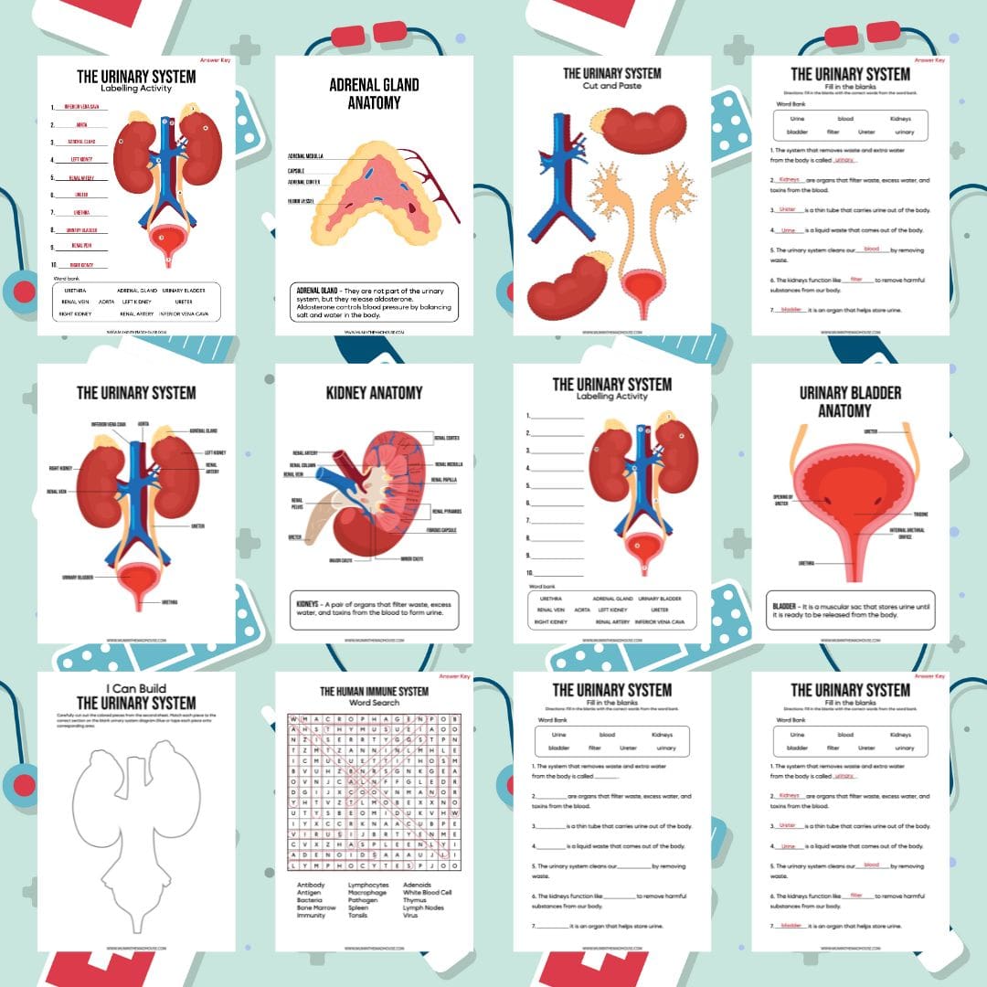 Download the Free Human Urinary System Activity Pack