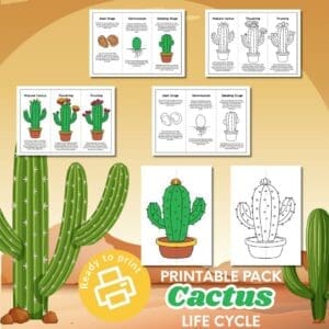 Download Your Cactus Life Cycle Foldouts