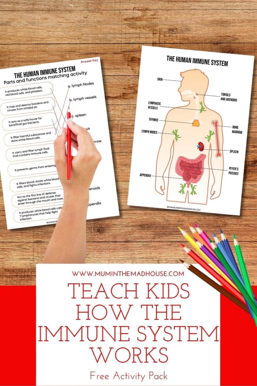 This free Human Immune System activity pack is perfect for teaching kids about biology in a fun, hands-on way. With diagrams, puzzles, and quizzes, it’s ideal for science units or rainy-day learning.