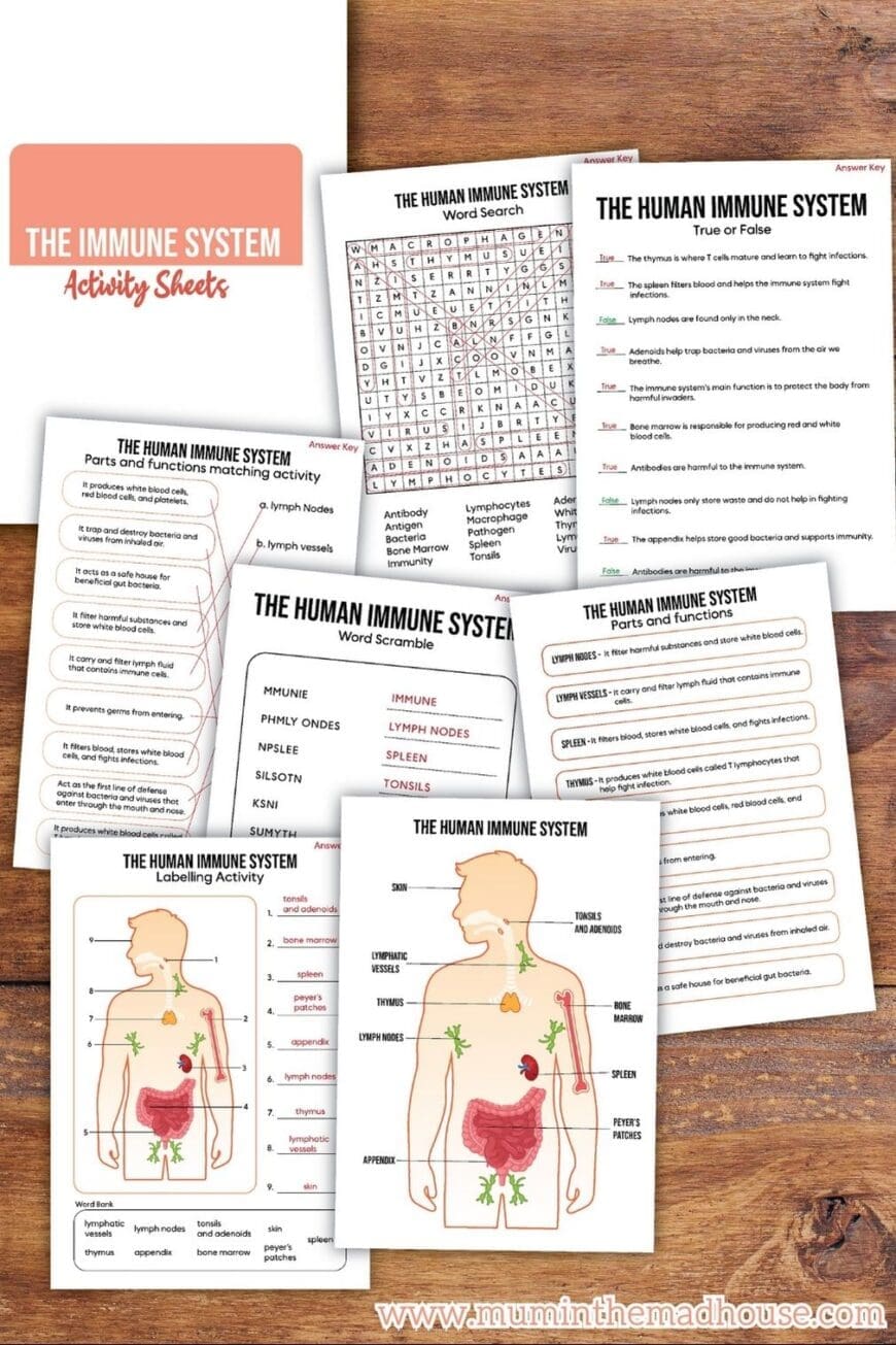 Download this engaging Human Immune System printable for children and make science exciting! Full of educational worksheets that support STEM and health learning in school or at home