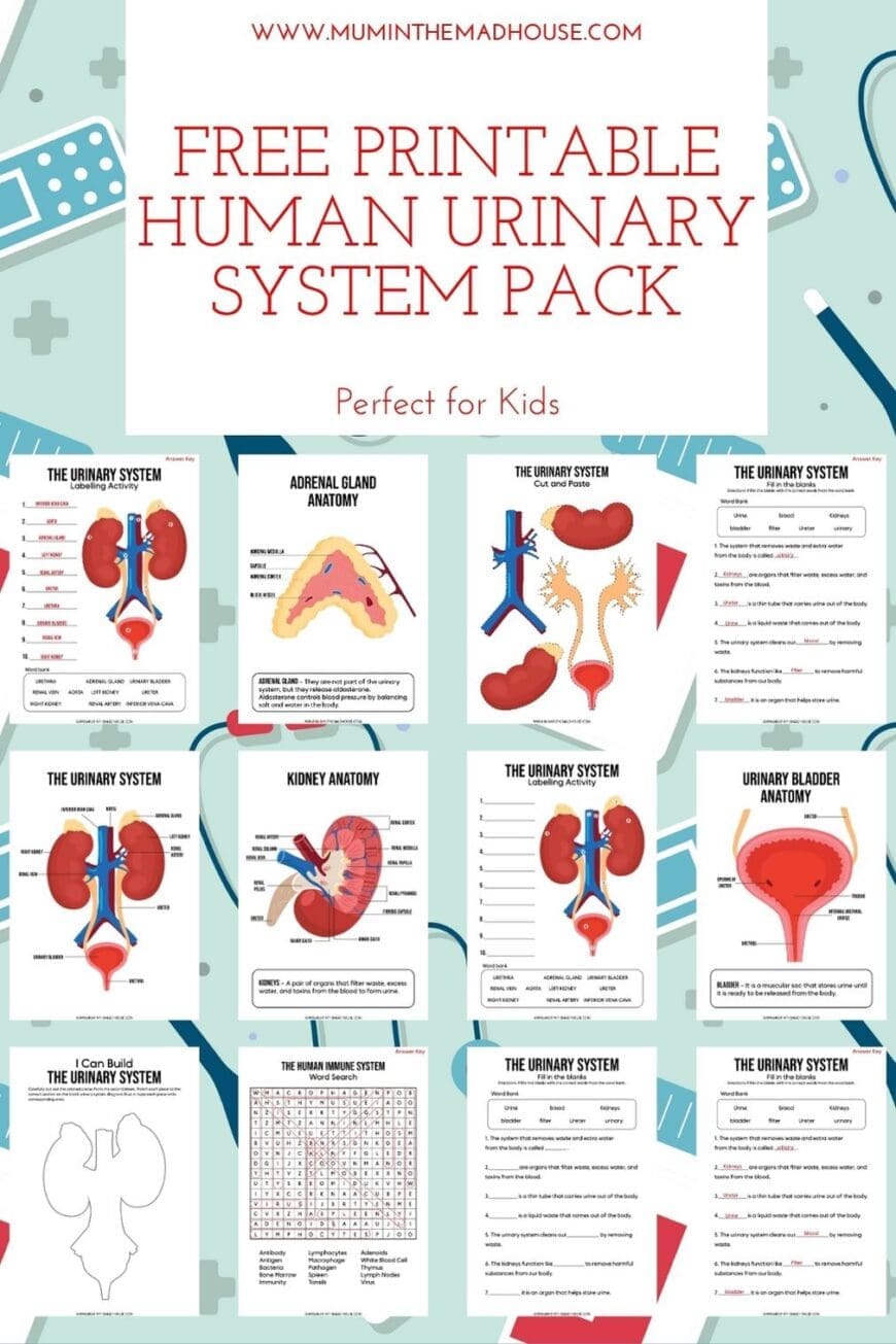 Download this hands-on Urinary System Activity Pack for kids! With labelling sheets, cut-and-paste crafts, and colourful diagrams, it’s a perfect printable for science learning at home or in school.