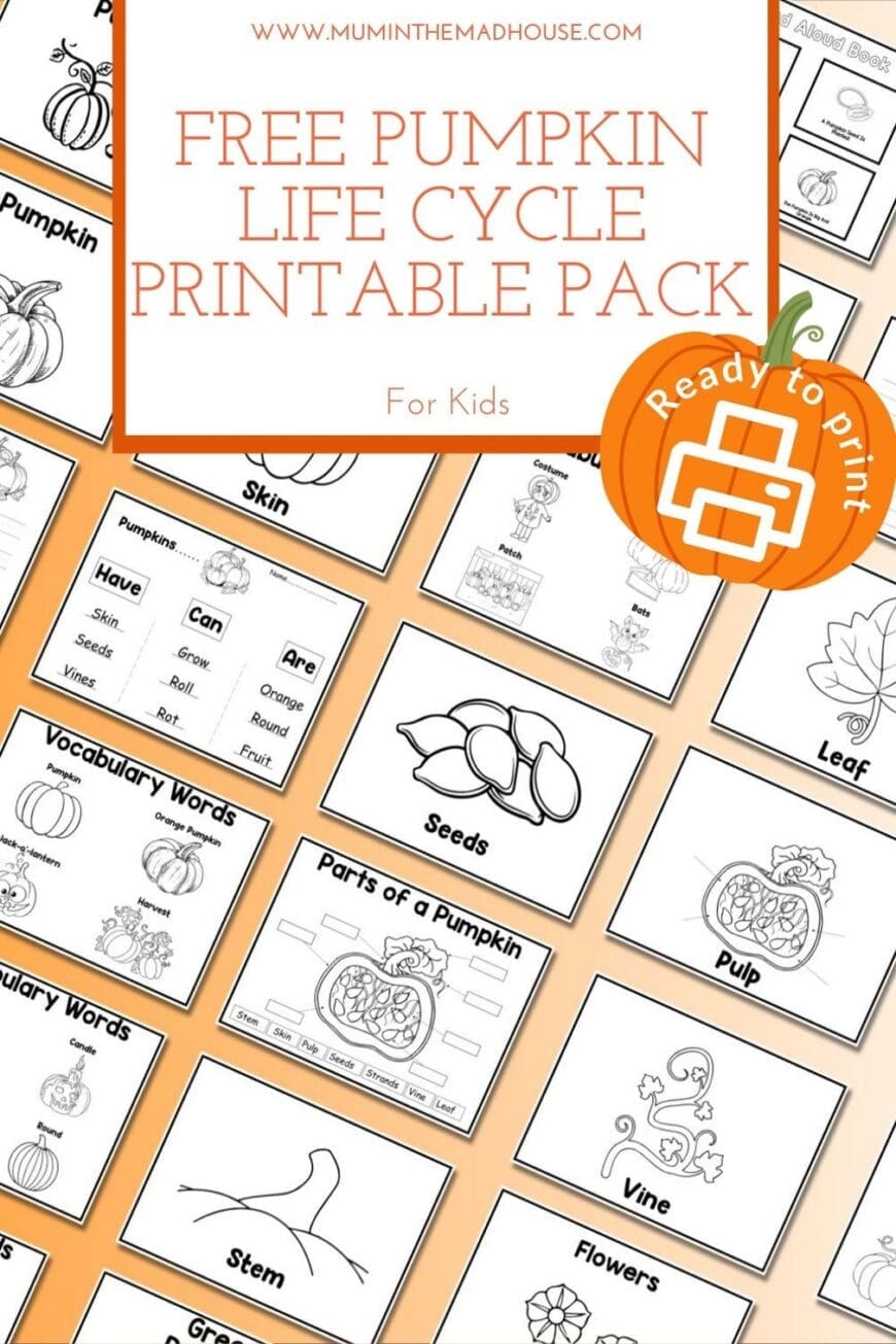 Download this free pumpkin life cycle printable! A fun science activity for preschool, kindergarten, and early learners this autumn.