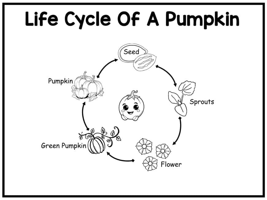 Pumpkin life cycle printable sequencing activity