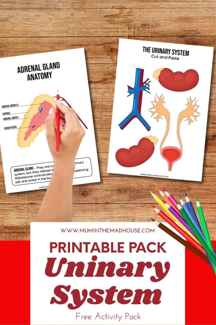 Make learning anatomy fun with this free Human Urinary System printable pack for kids! Includes labelling worksheets, cut-and-paste diagrams, and fill-in-the-blanks. Great for homeschool or classroom science.