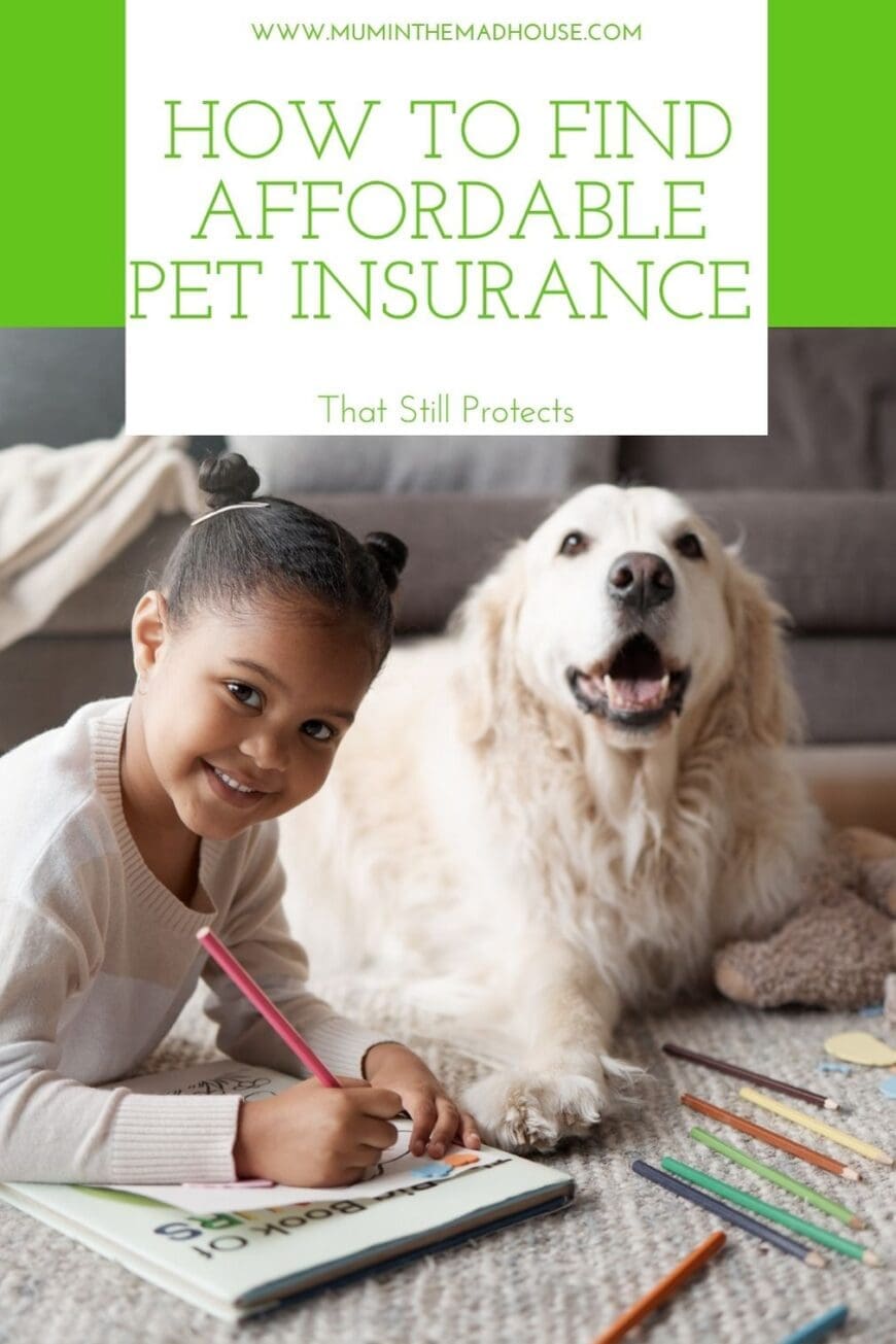 Looking for pet insurance that fits your budget? Learn how premiums, excesses, reimbursement rates and coverage limits affect the real value of a policy—and what to compare before choosing.