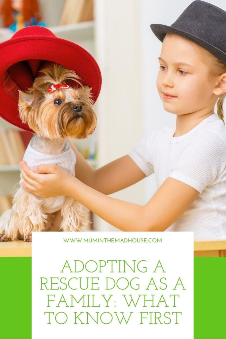 Before falling in love with a rescue dog online, make sure the match is right for your family. Learn about child-friendly assessments, warning signs, house rules, adoption costs and what to expect during your dog’s first three months at home.