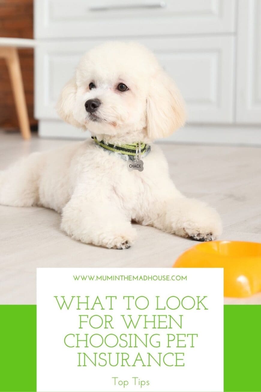 From unexpected vet bills to optional dental coverage, discover what to check before choosing pet insurance that fits your pet’s needs and your family budget.