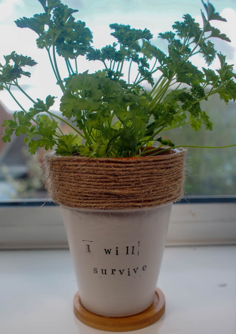 Do you have green fingers? Even the non gardener will love this DIY twine and painted plant pot.